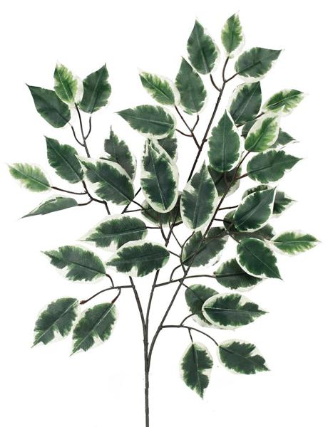 23" Ficus Spray: Green/White - 12 pack - FG505431 - The Wreath Shop