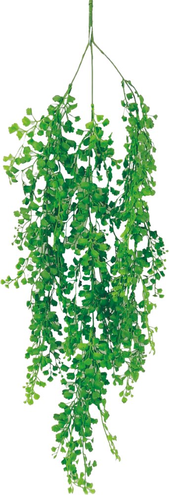 maidenhair fern hanging plant 33" Maiden Hair Hanging 13346GN